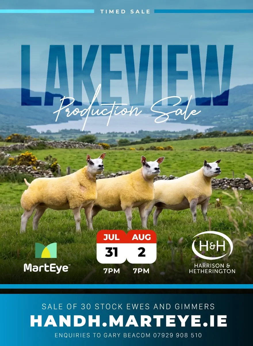 Sheep - Image 1