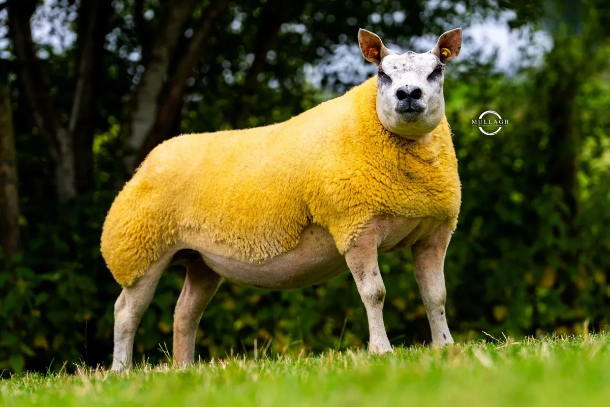 Sheep - Image 2