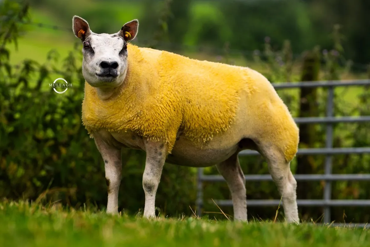 Sheep - Image 3