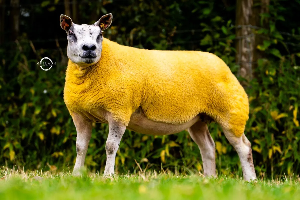 Sheep - Image 4
