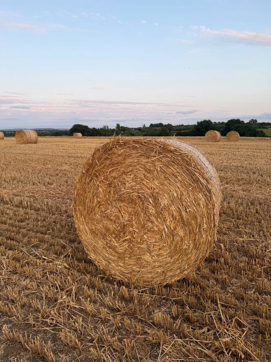 Straw - Image 1