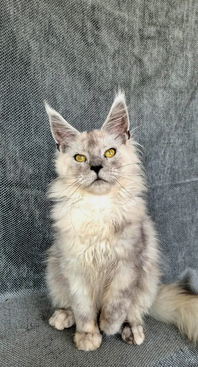 Maine Coon kittens - Image 4