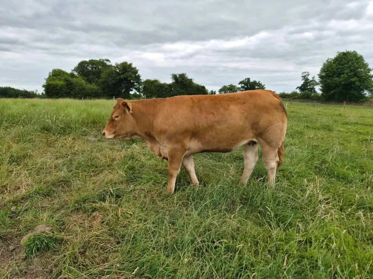 Pedigree Limousin Heifer - Image 3
