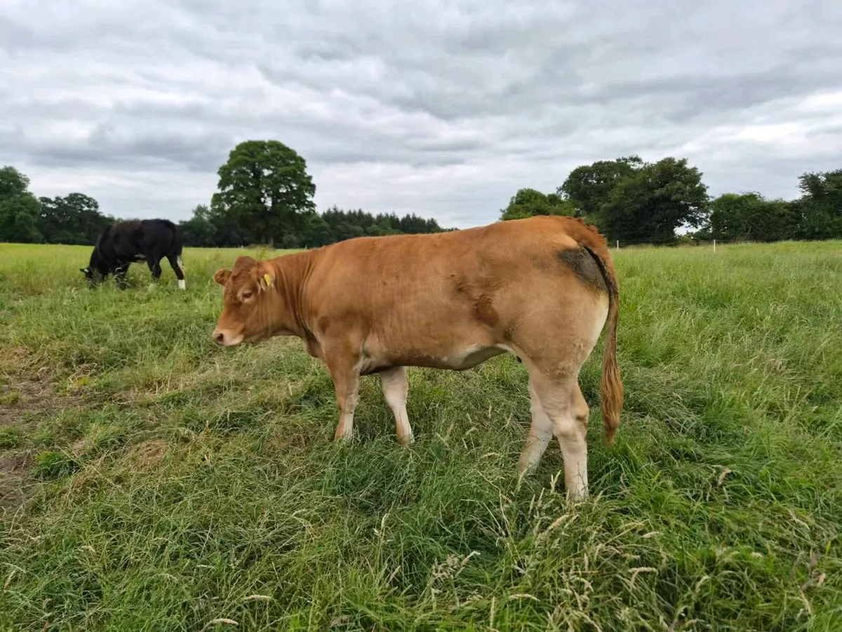 Pedigree Limousin Heifer - Image 4