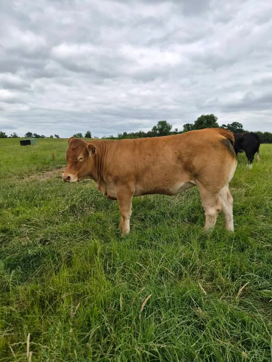 Pedigree Limousin Heifer - Image 1