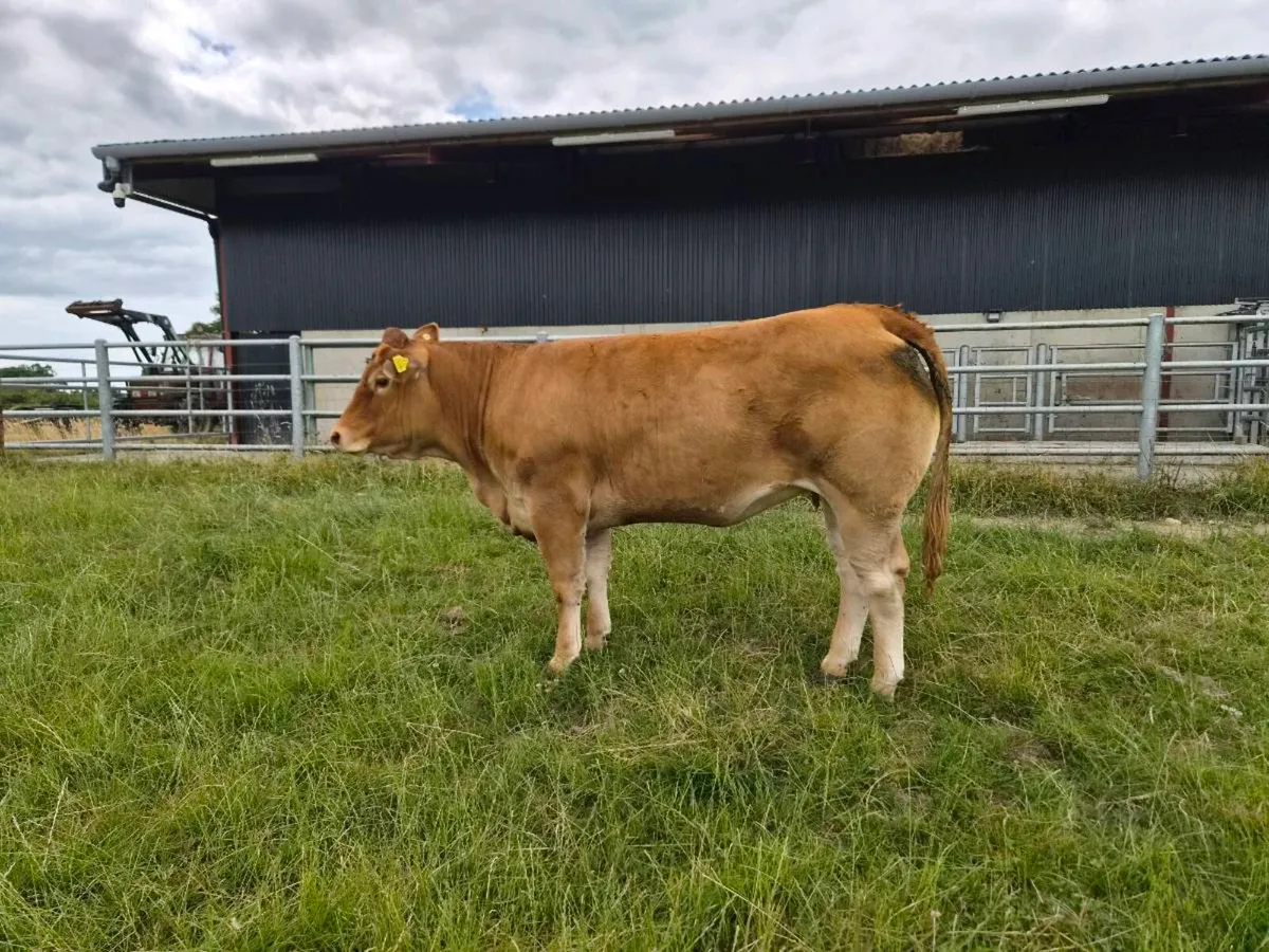 Pedigree Limousin Heifer - Image 2