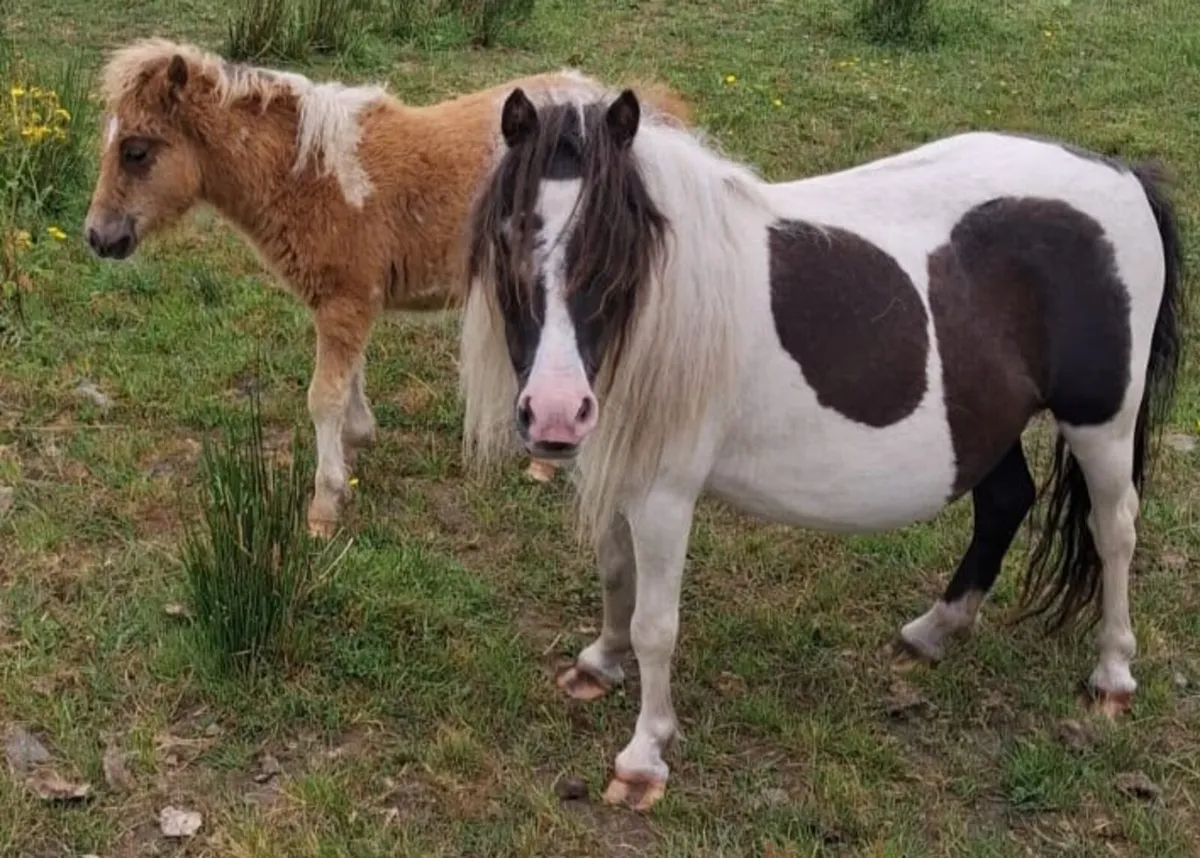 Selection of falabella miniature ponies - Image 1