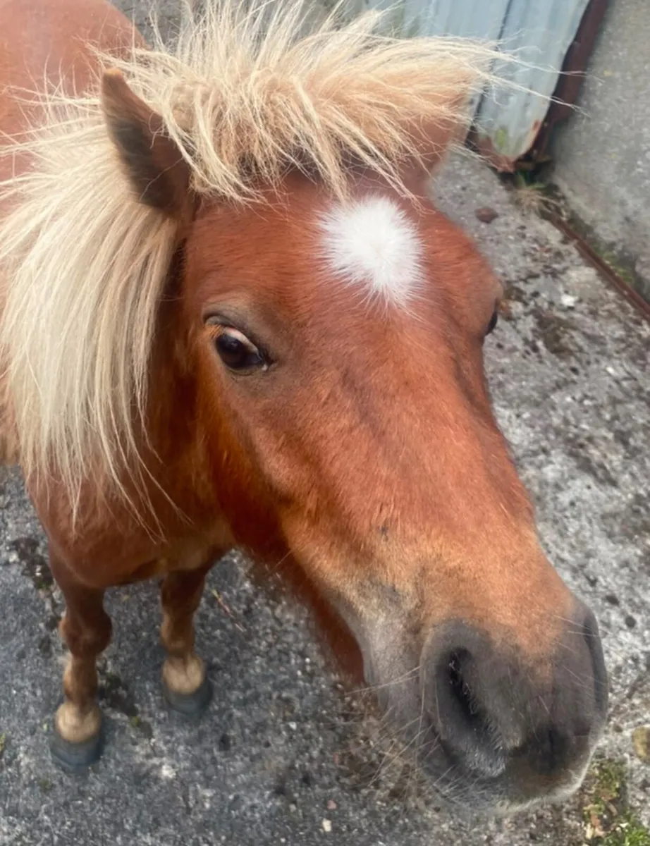 Selection of falabella miniature ponies - Image 2