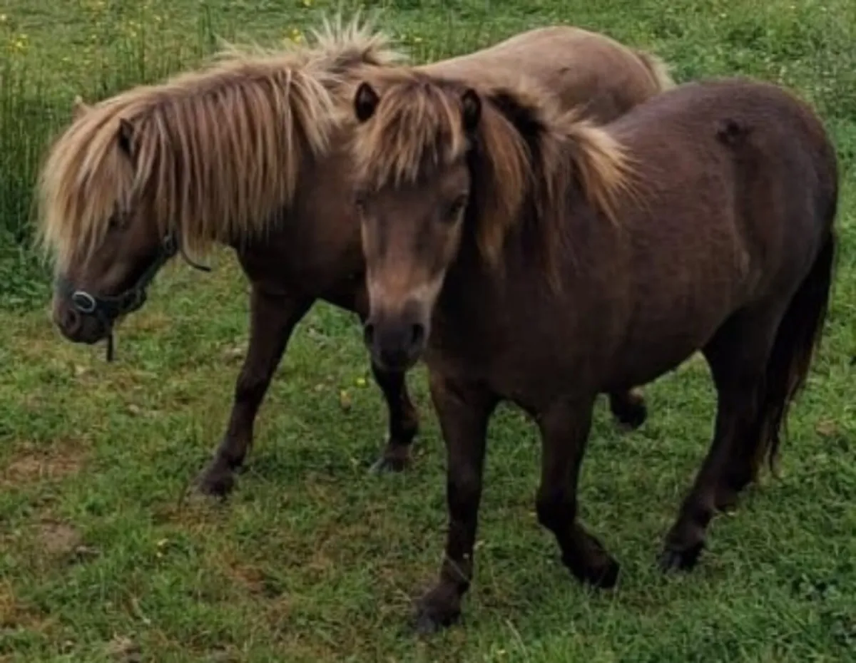 Selection of falabella miniature ponies - Image 3