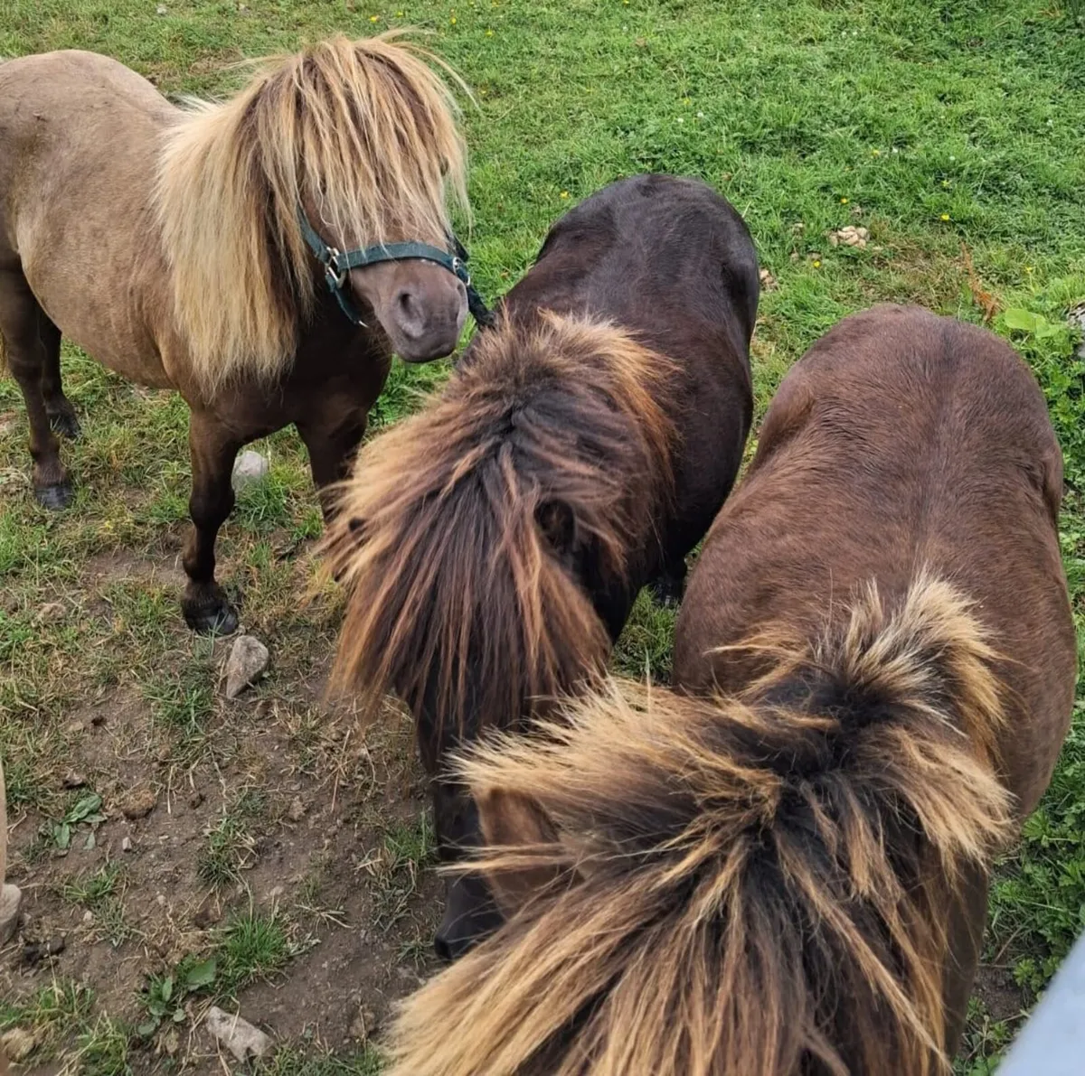 Selection of falabella miniature ponies - Image 4