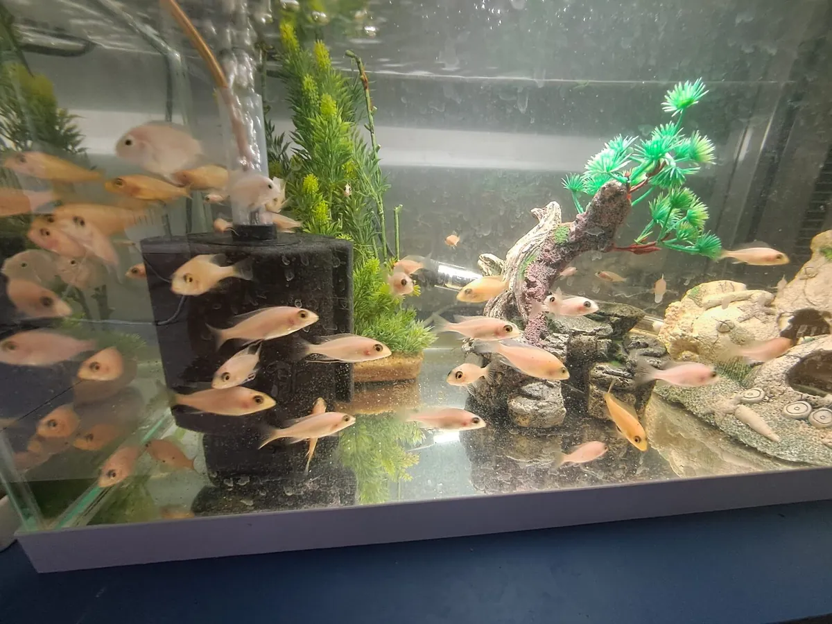 Various type of fish for sale - Image 2
