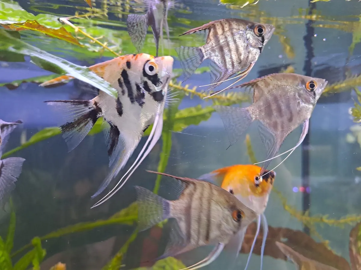 Various type of fish for sale - Image 1