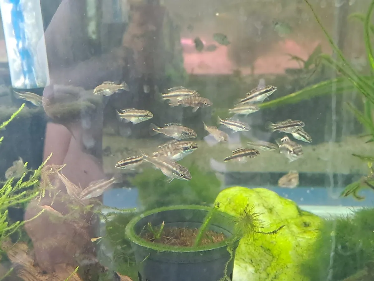 Various type of fish for sale - Image 3