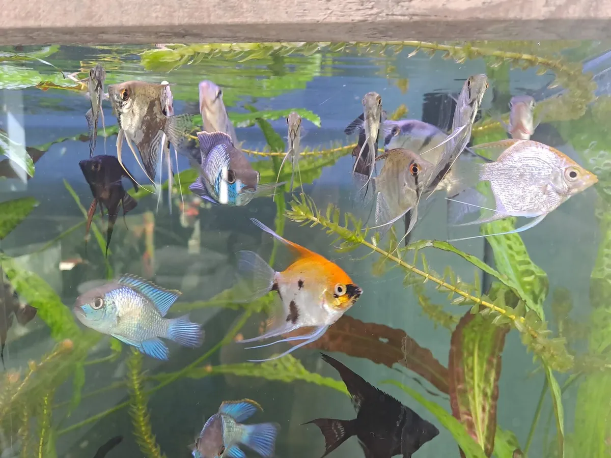 Various type of fish for sale - Image 4