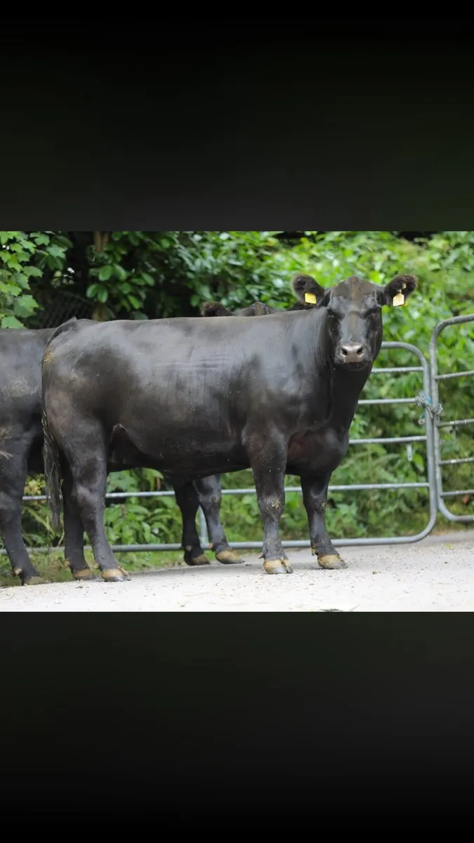 Pure bred Angus In-calf heifers - Image 1