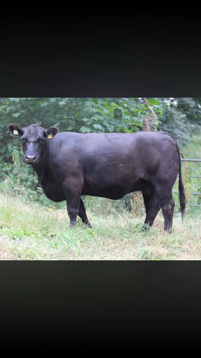 Pure bred Angus In-calf heifers - Image 2