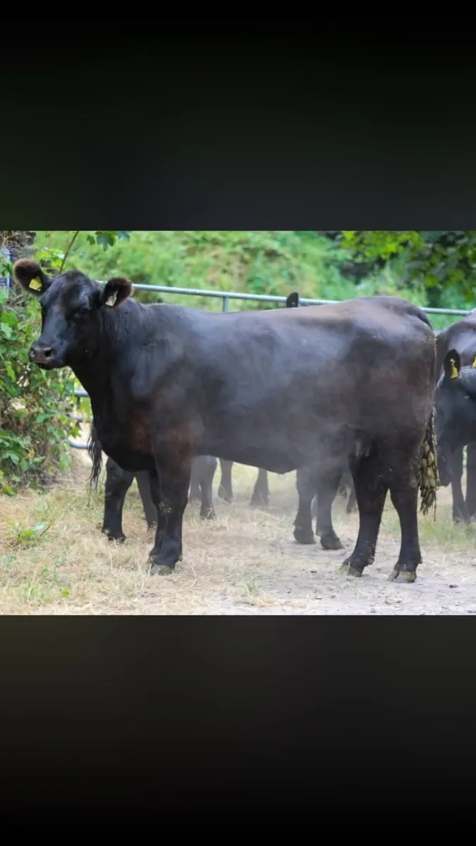 Pure bred Angus In-calf heifers - Image 3