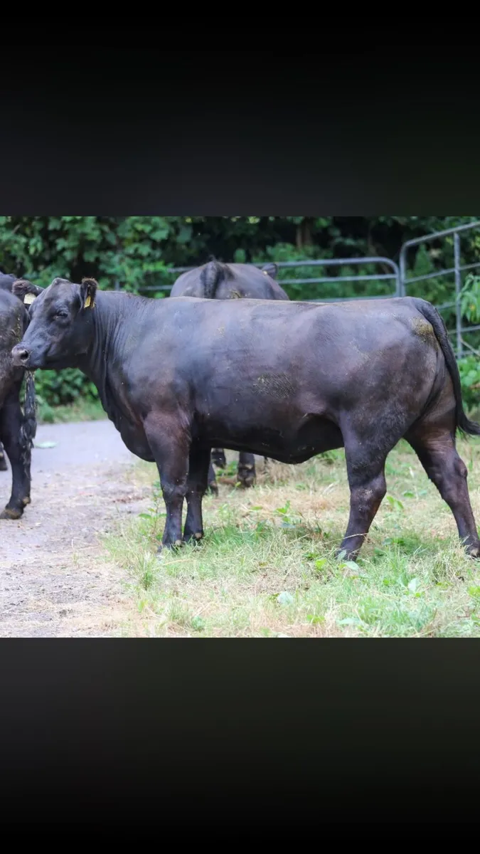 Pure bred Angus In-calf heifers - Image 4