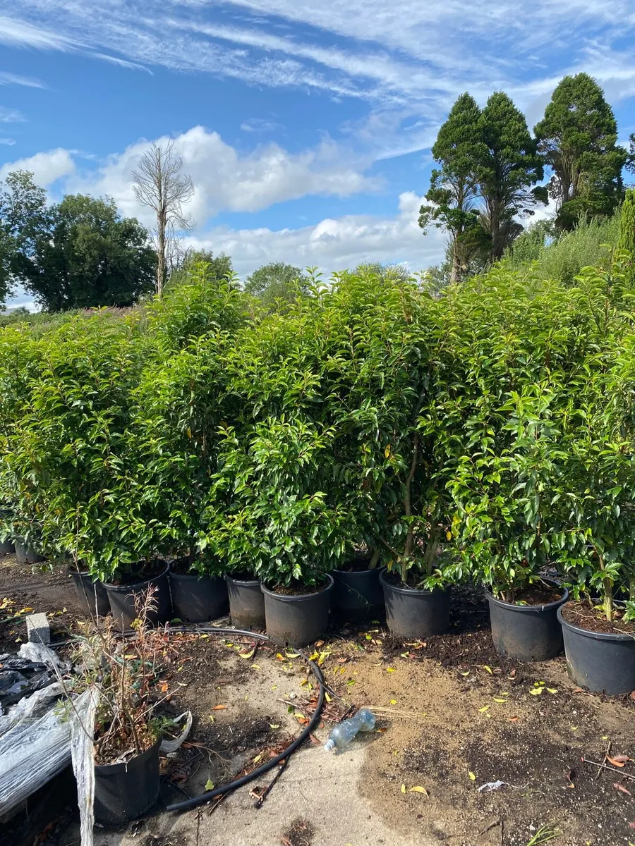 Mature Portuguese Laurel (6-7ft) - Image 1