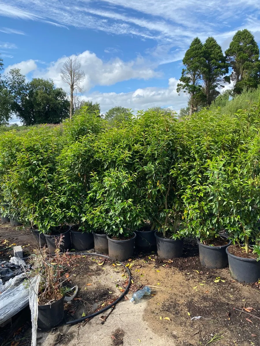 Mature Portuguese Laurel (6-7ft) - Image 2