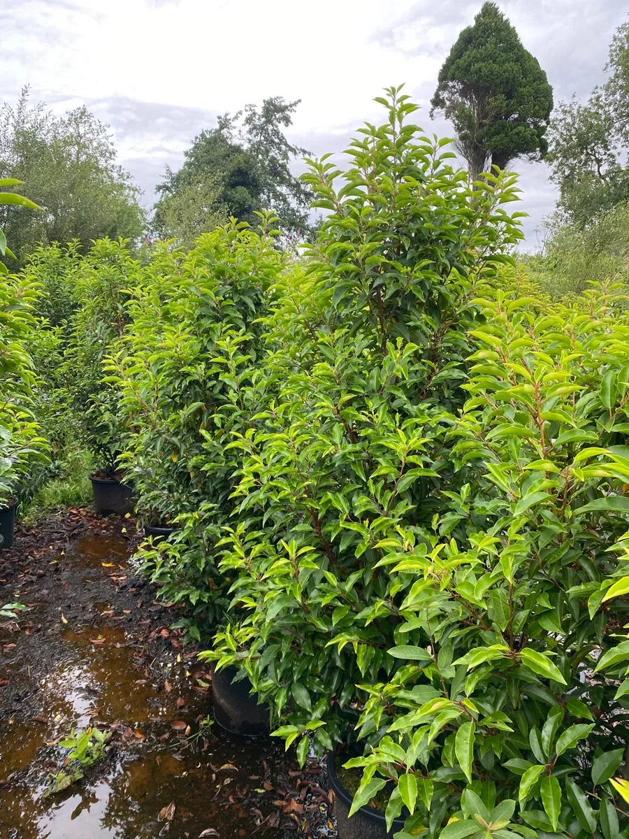Mature Portuguese Laurel (6-7ft) - Image 3