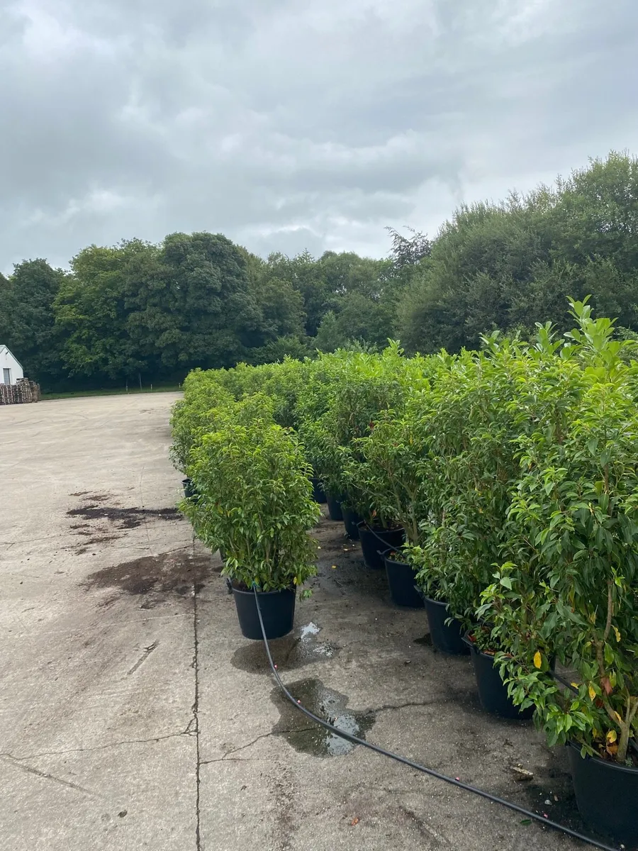 Mature Portuguese Laurel (6-7ft) - Image 4