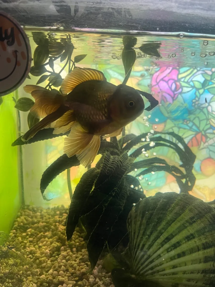 Fish (with tank) - Image 2