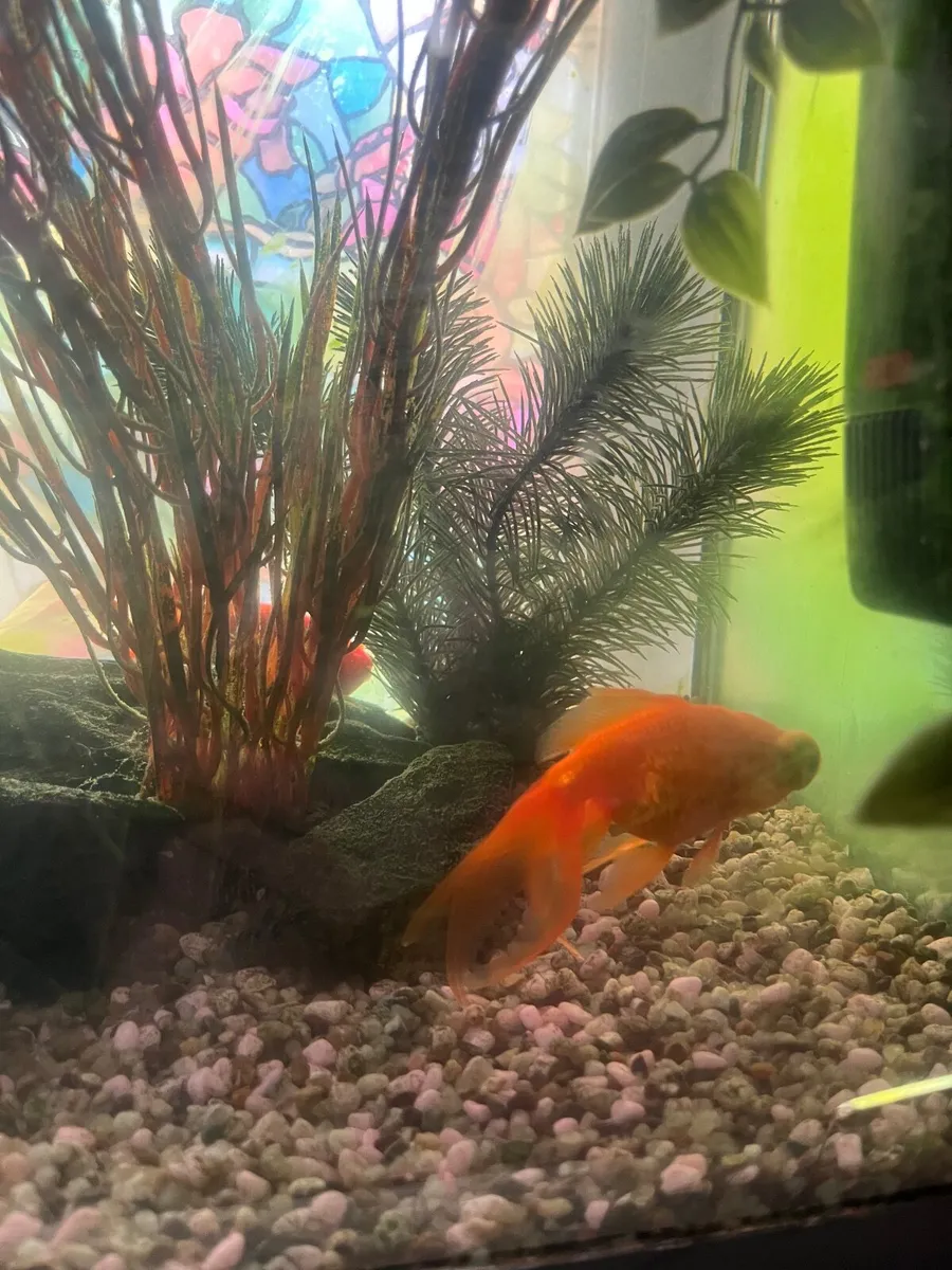 Fish (with tank) - Image 4