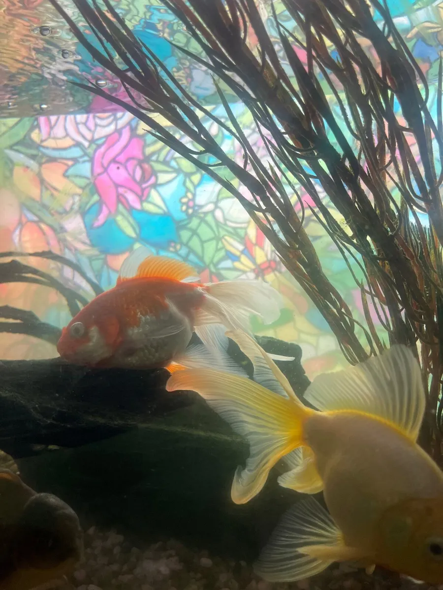 Fish (with tank) - Image 3