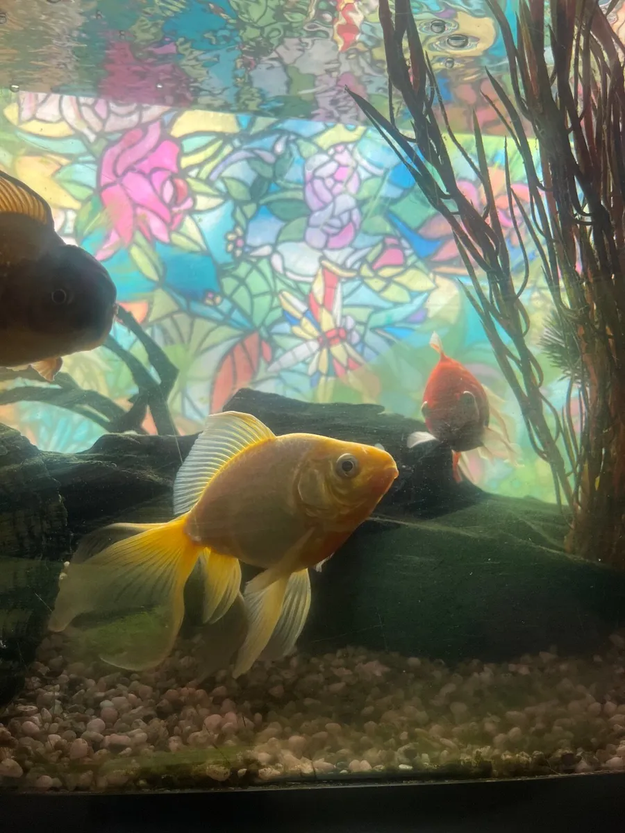 Fish (with tank) - Image 1