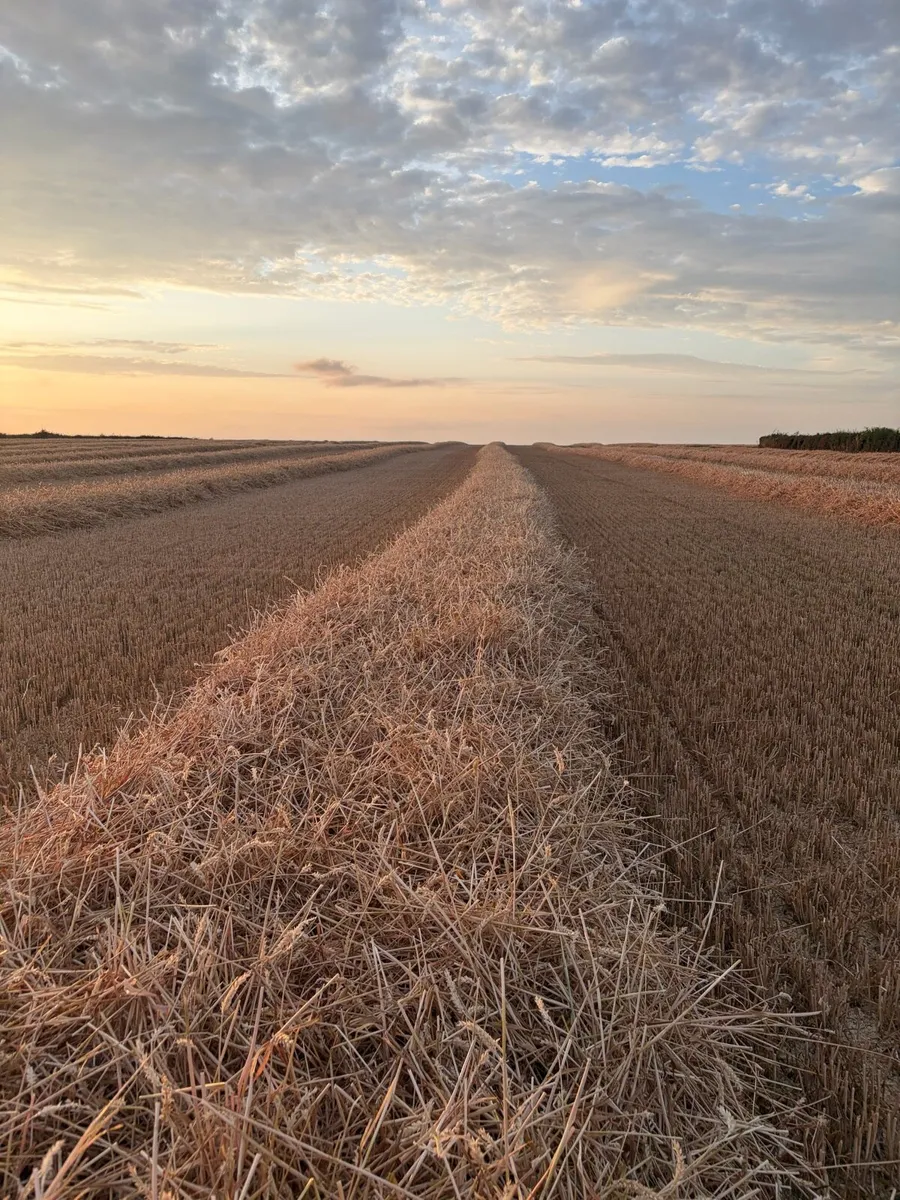 Wheaten straw - Image 1