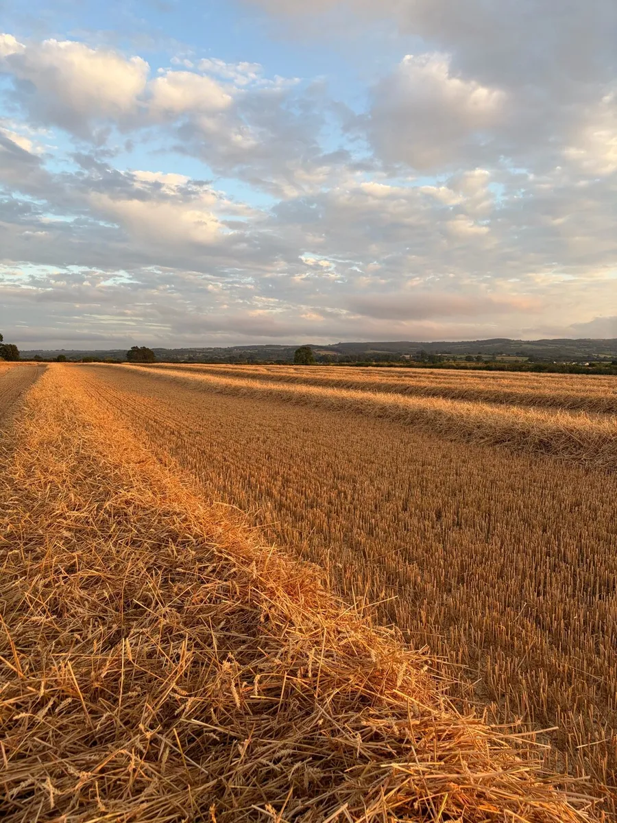 Wheaten straw - Image 2