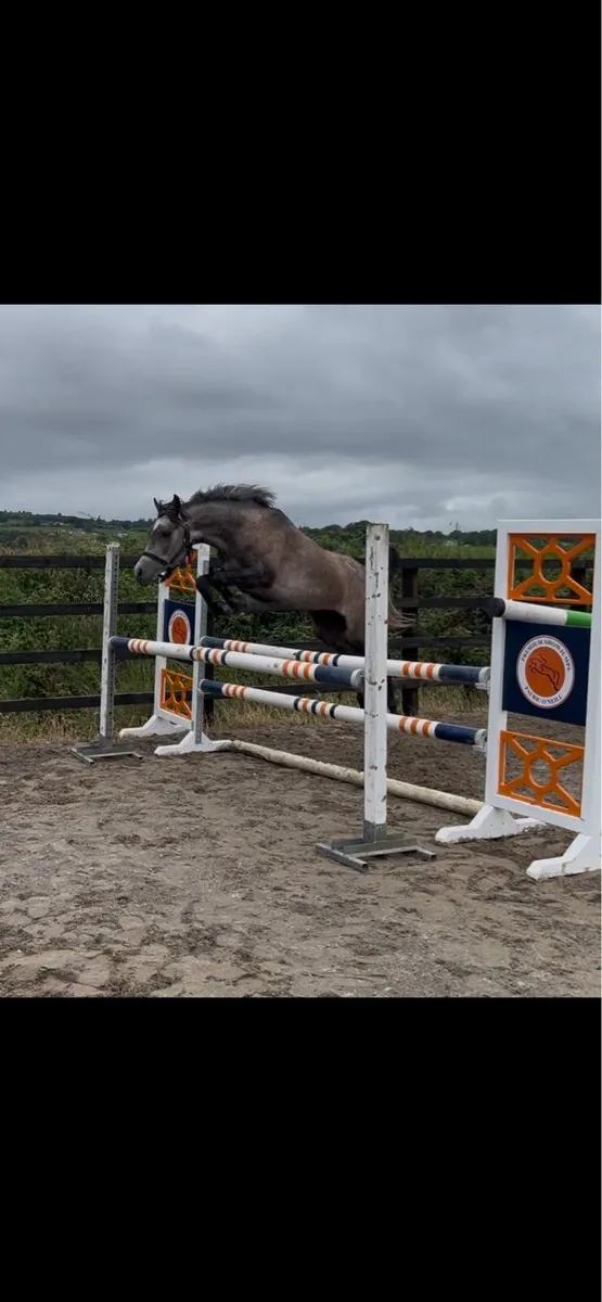 6 year old Arab mare - Image 1