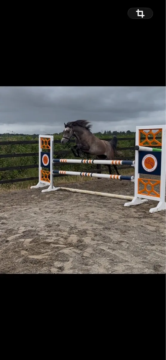 6 year old Arab mare - Image 2