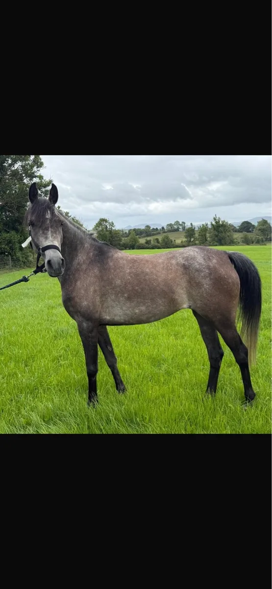 6 year old Arab mare - Image 3