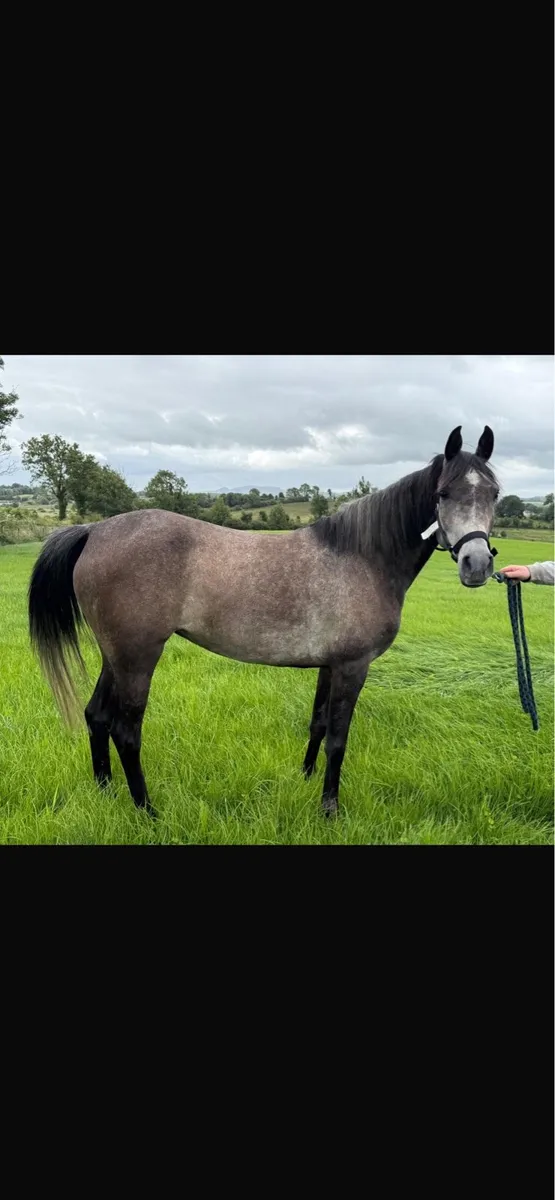 6 year old Arab mare - Image 4