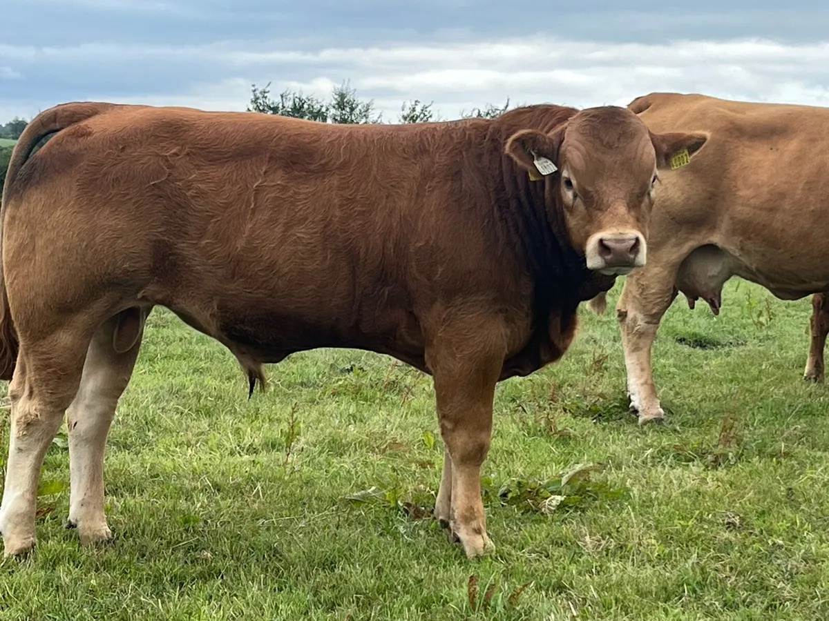Pedigree Limousin Bull - Image 3