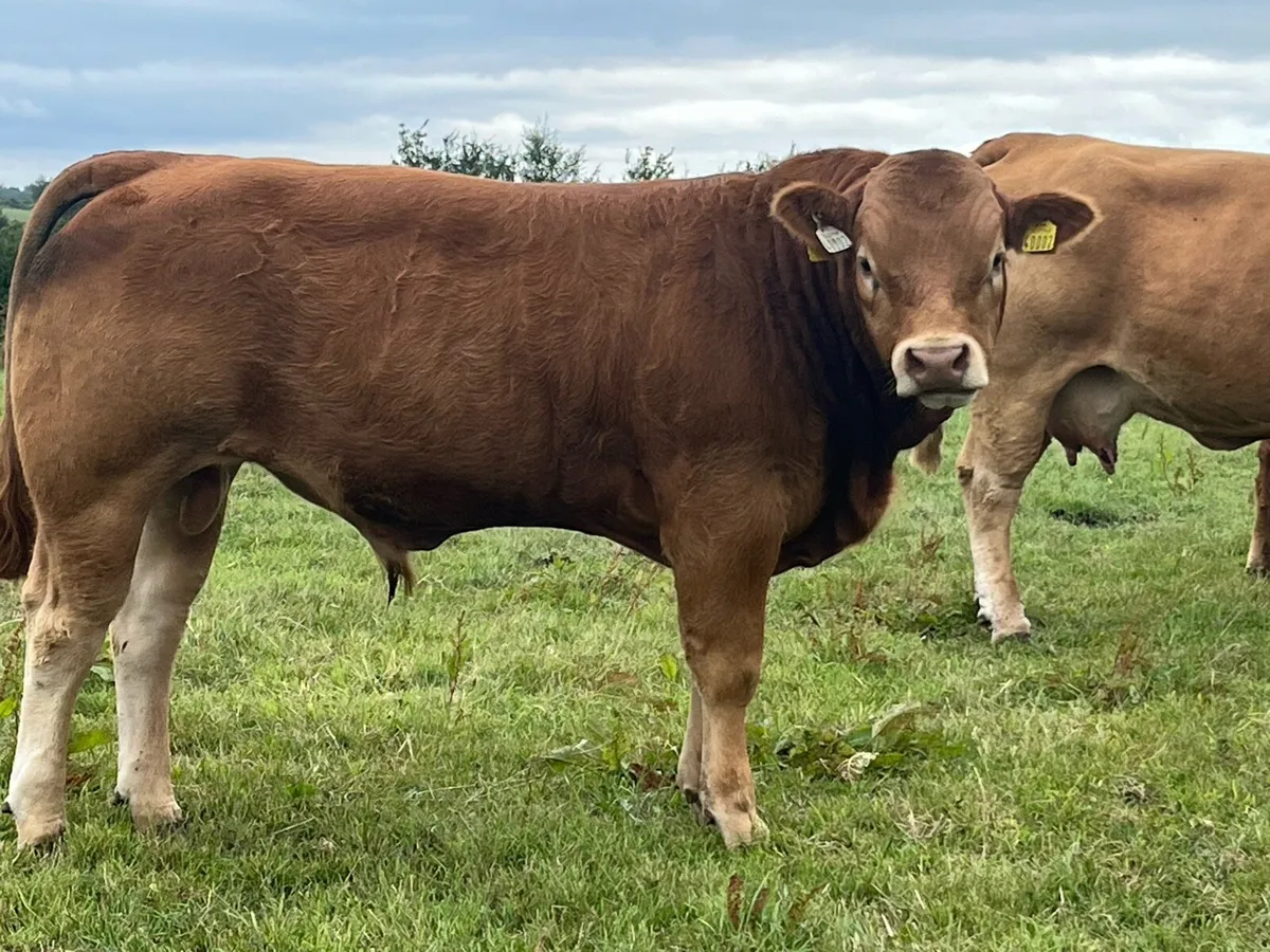 Pedigree Limousin Bull - Image 4