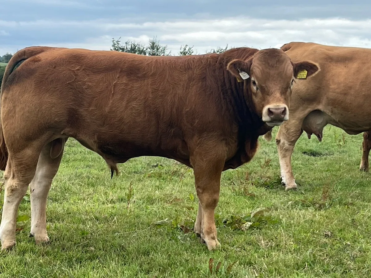 Pedigree Limousin Bull - Image 2