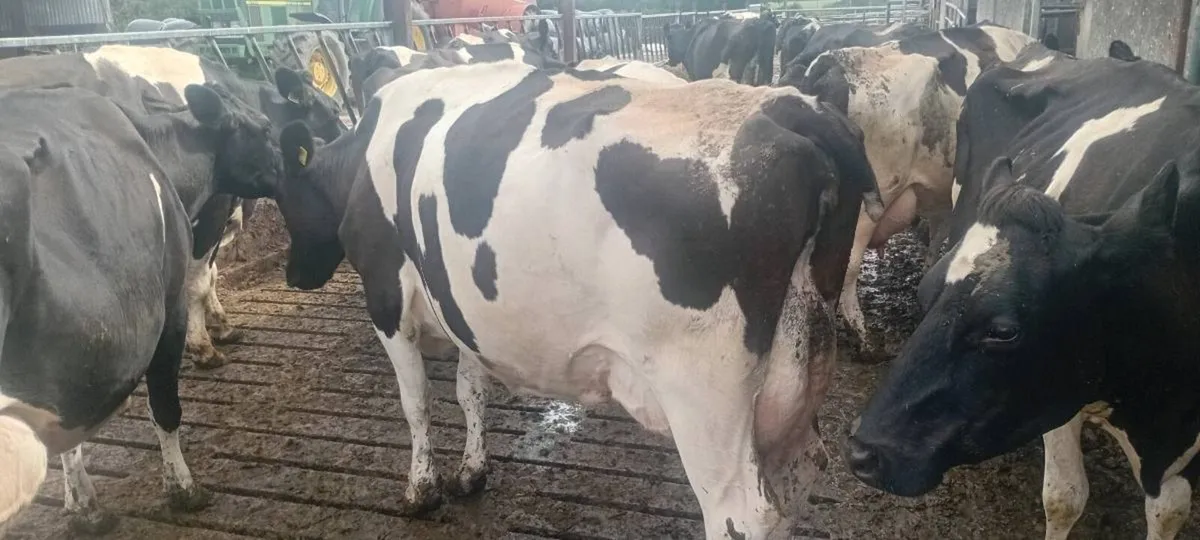 Milking Cows - Image 4