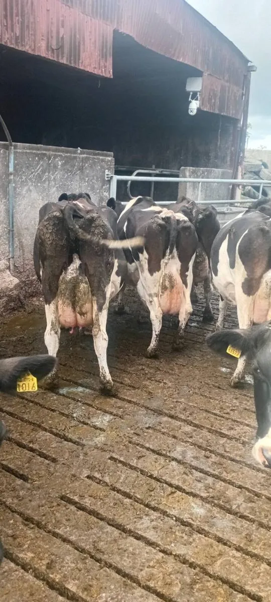 Milking Cows - Image 2