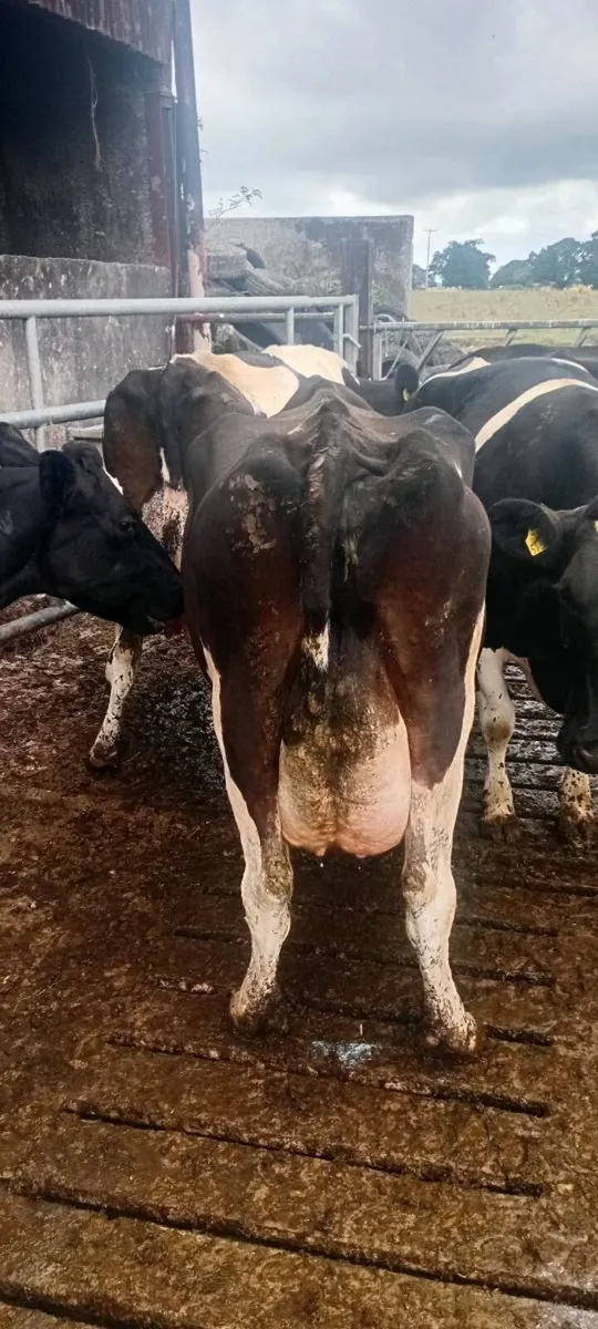 Milking Cows - Image 3