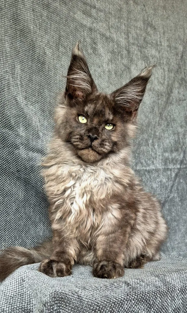 Maine Coon kittens - Image 2