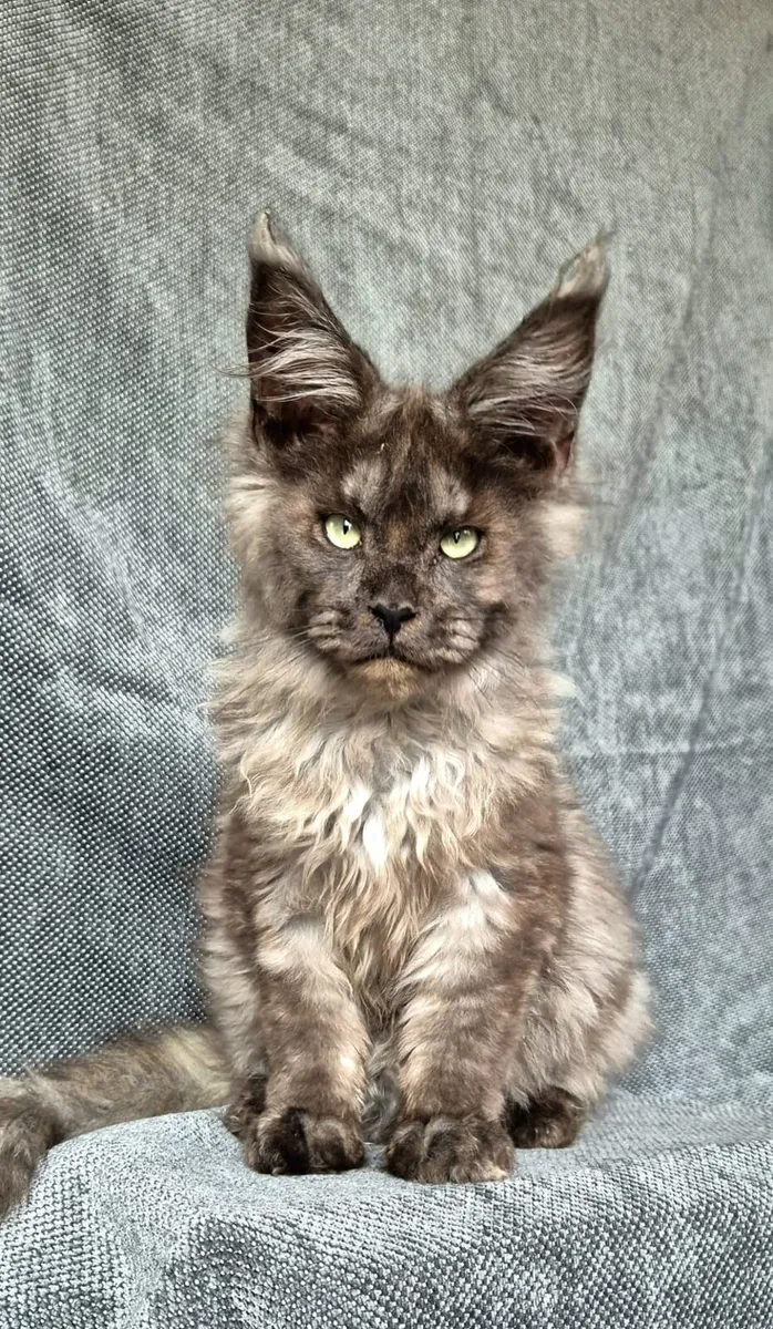 Maine Coon kittens - Image 3