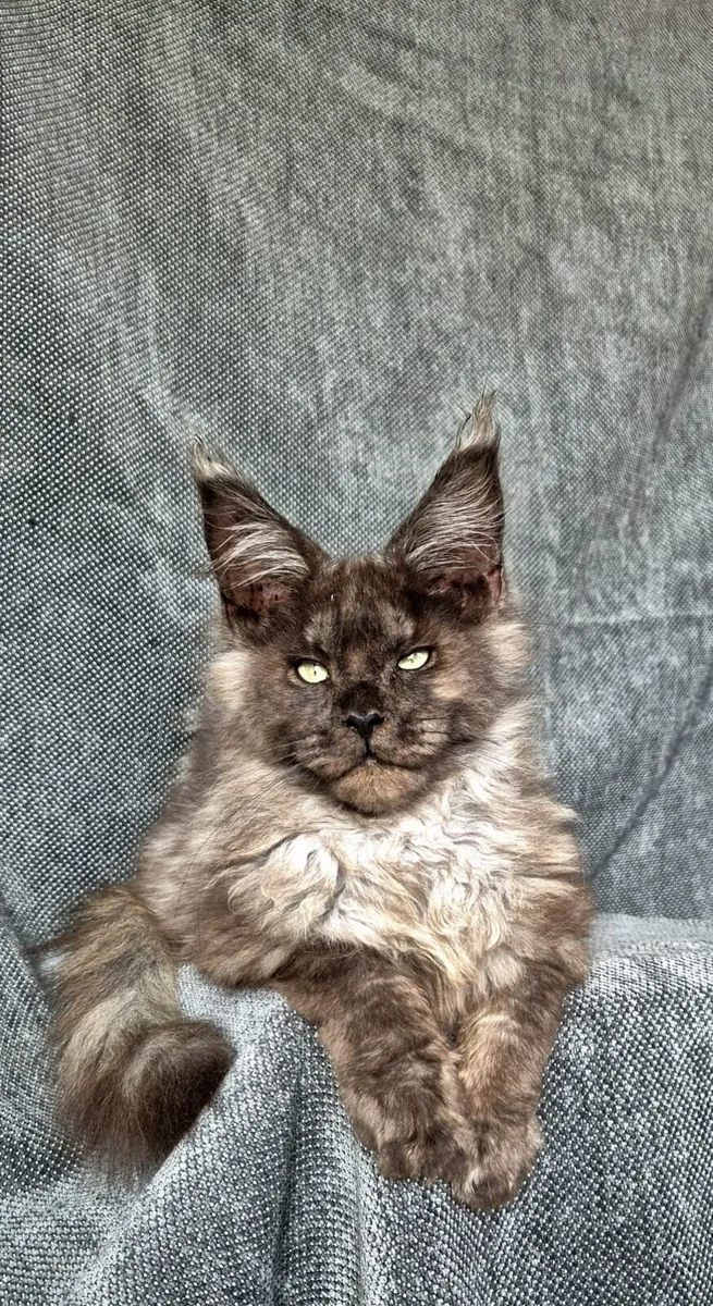 Maine Coon kittens - Image 1
