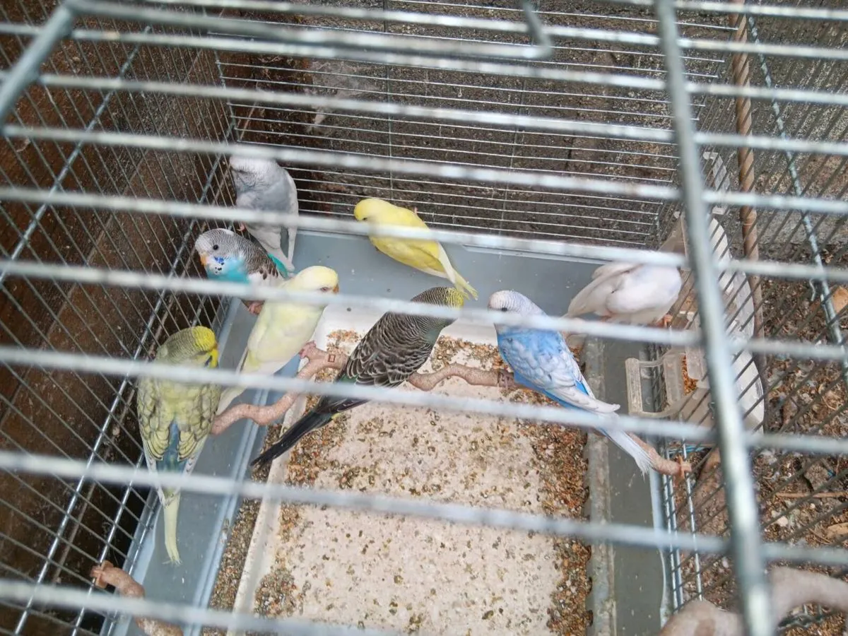 Buggies - Image 2