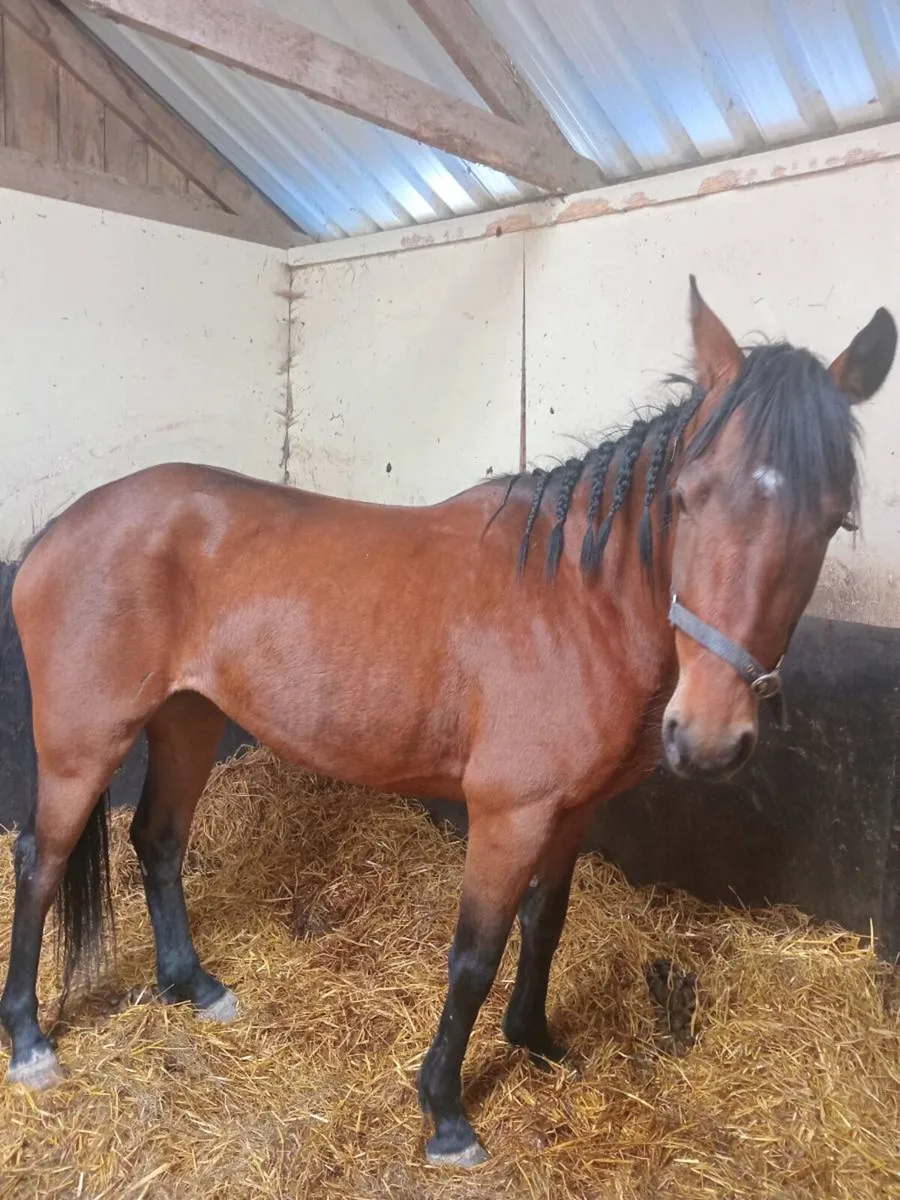 Mare for sale - Image 2