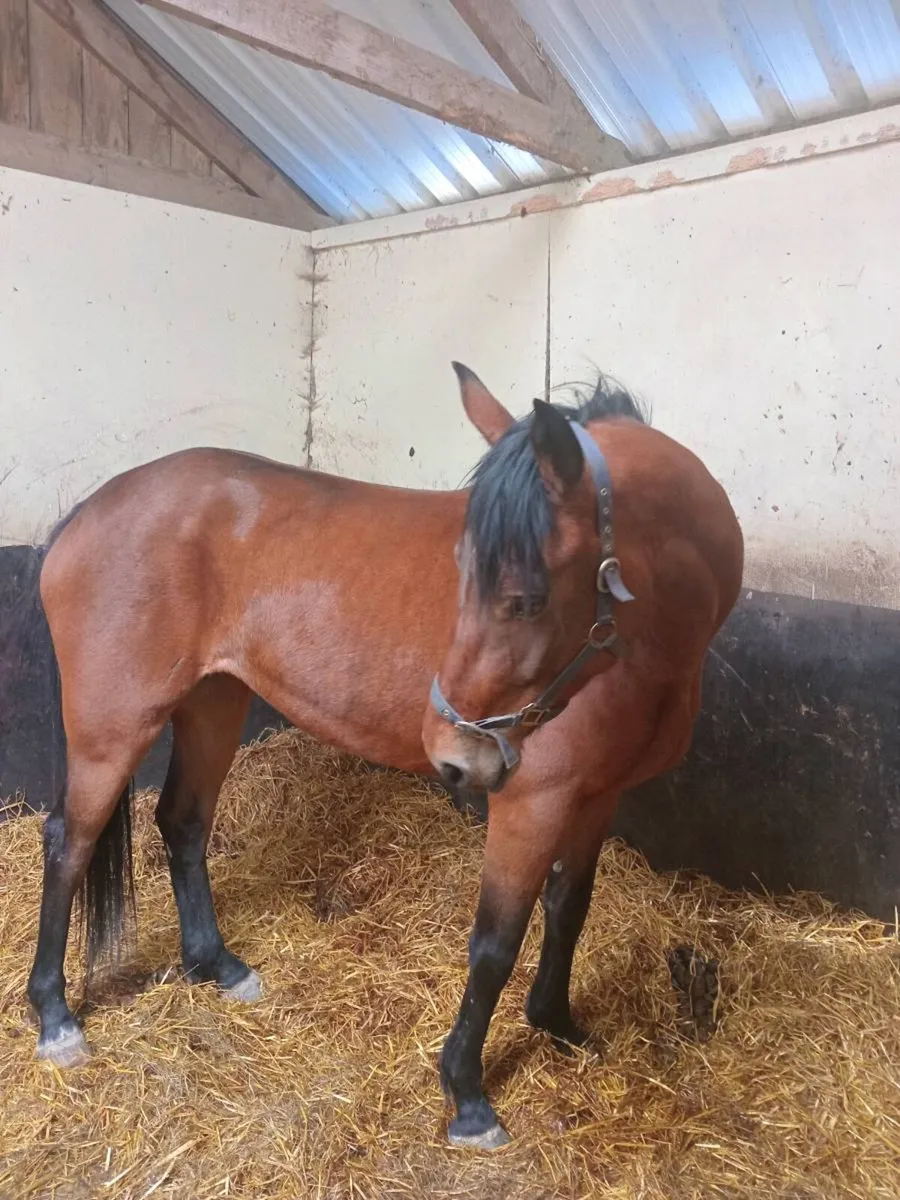 Mare for sale - Image 1