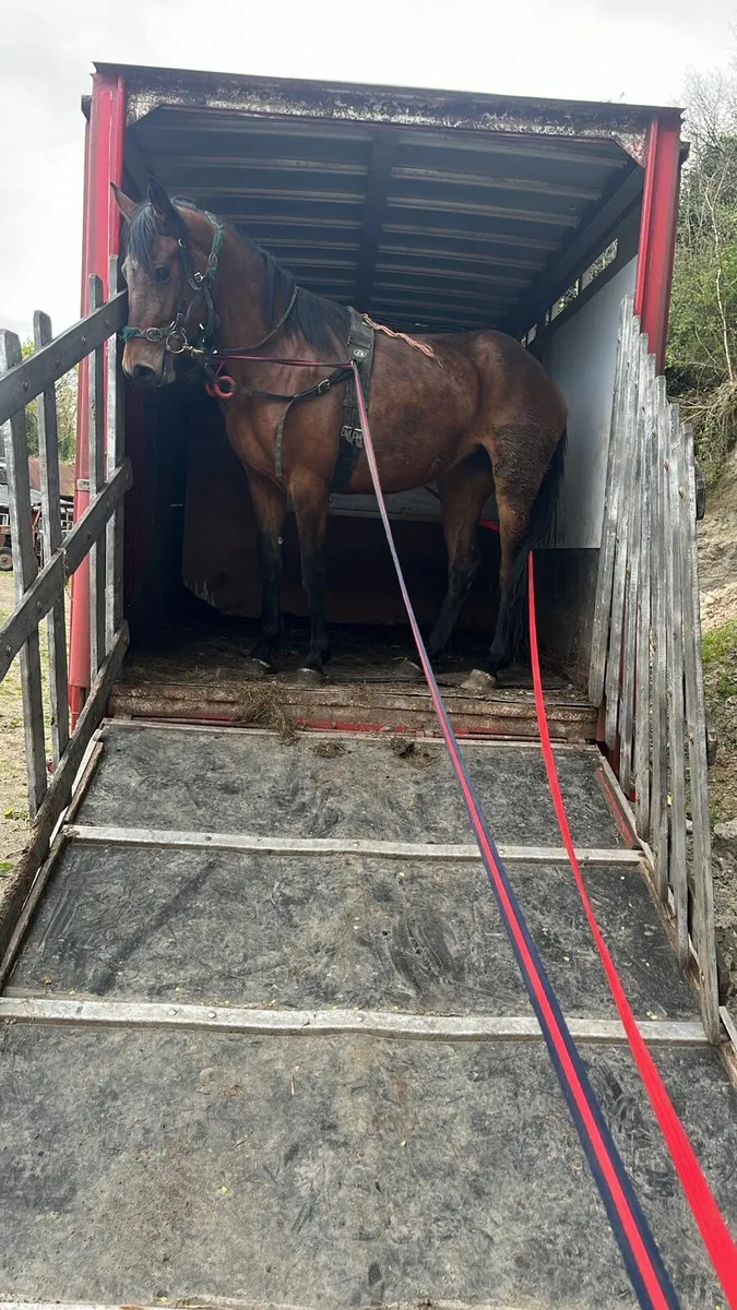Mare for sale - Image 3