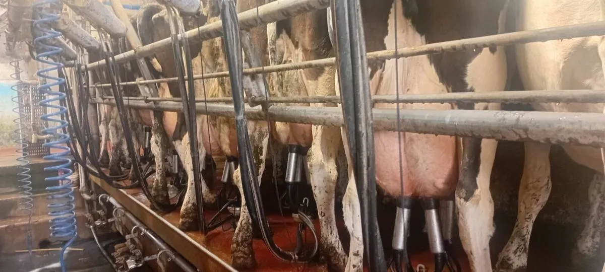 Milking Cows - Image 1